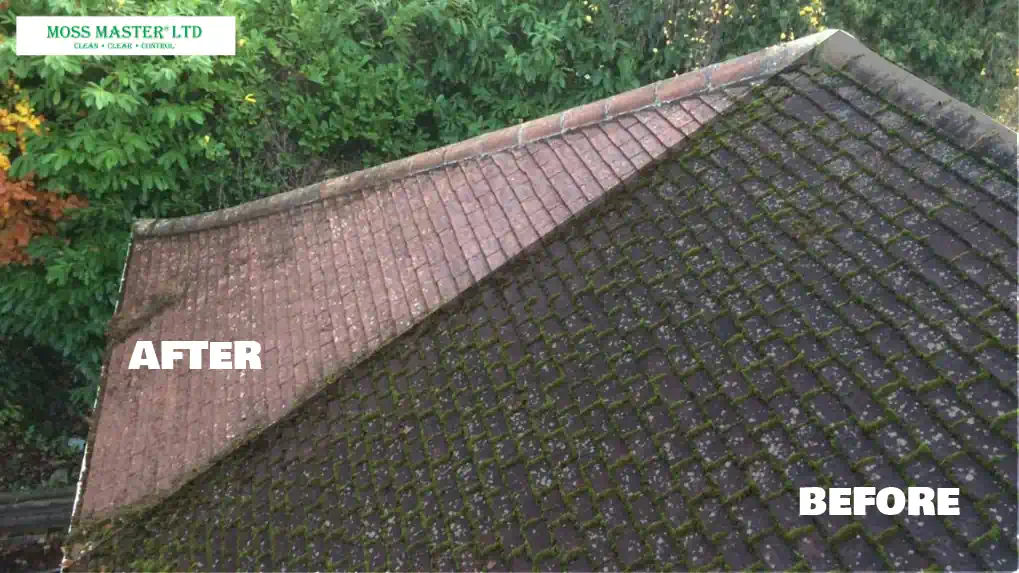 Moss Removal & Roof Cleaning